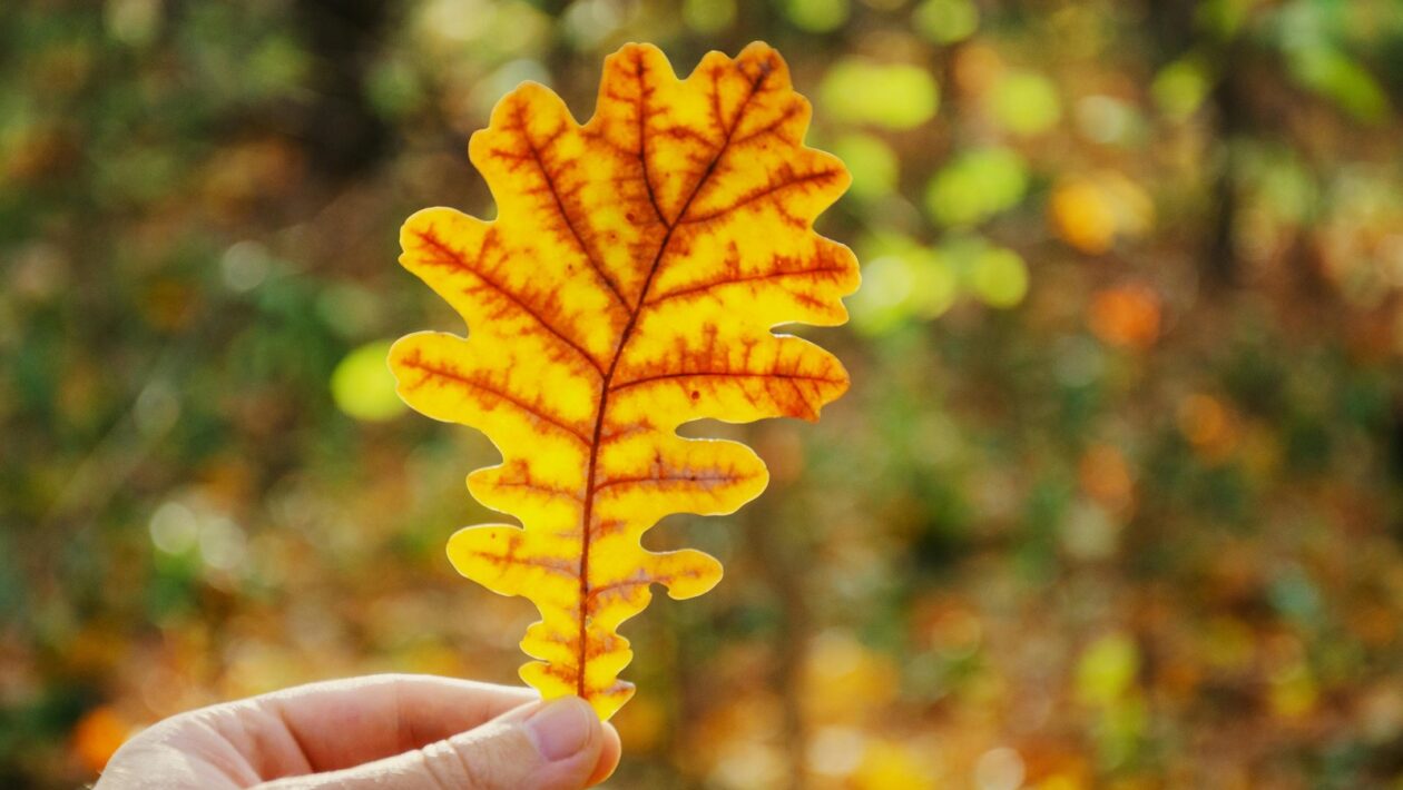 Komunikácia s deťmi o náhode: Jednoduché experimenty pre rozvoj racionálneho myslenia