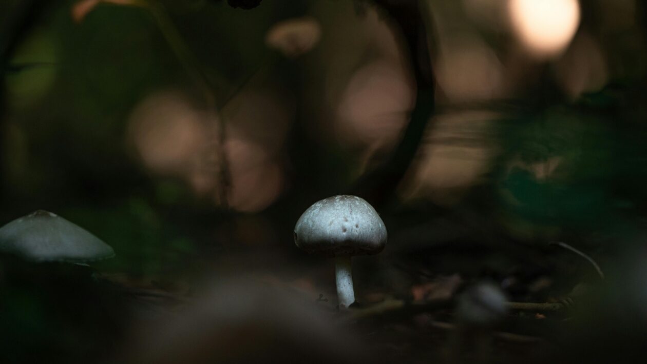 Emocionálna regulácia: použite techniky STOP, RAIN a 90-sekundové pravidlo