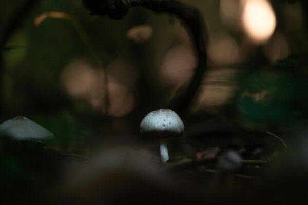 Emocionálna regulácia: použite techniky STOP, RAIN a 90-sekundové pravidlo