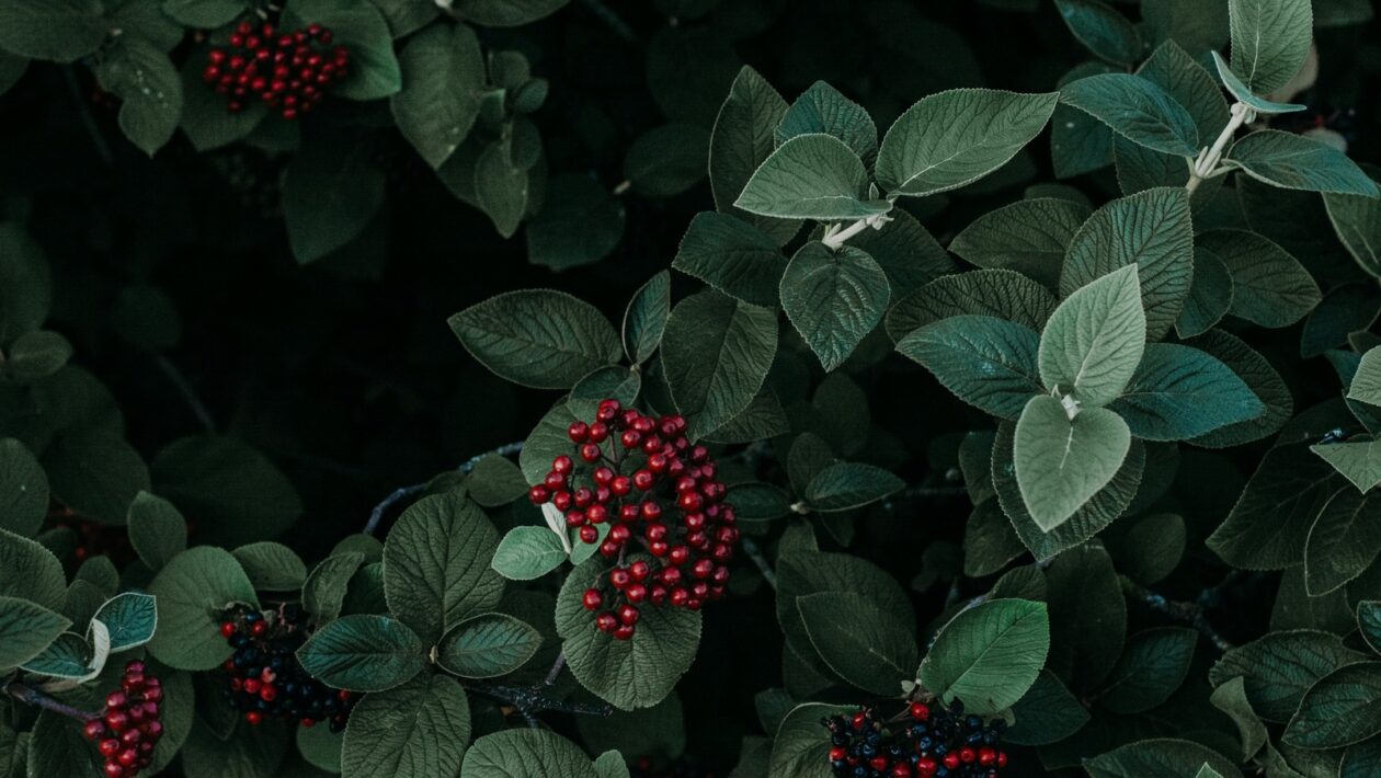 Aktívne počúvanie: nástroj pre silnejšie partnerstvá a efektívnu tímovú prácu